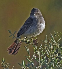 Serpophaga nigricans