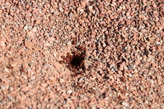 Pogonomyrmex barbatus