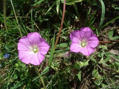 Ipomoea capillacea