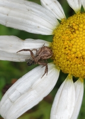 Xysticus verneaui