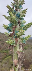 Puya alpestris