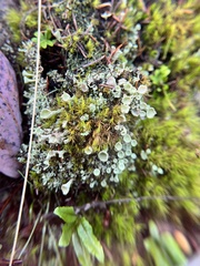 Cladonia fimbriata