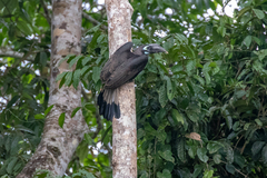 Anorrhinus galeritus