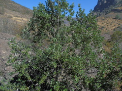 Cryptocarya alba