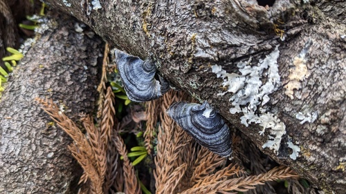 Trametes versicolor