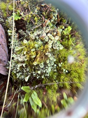 Cladonia fimbriata