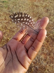 Numida meleagris mitratus