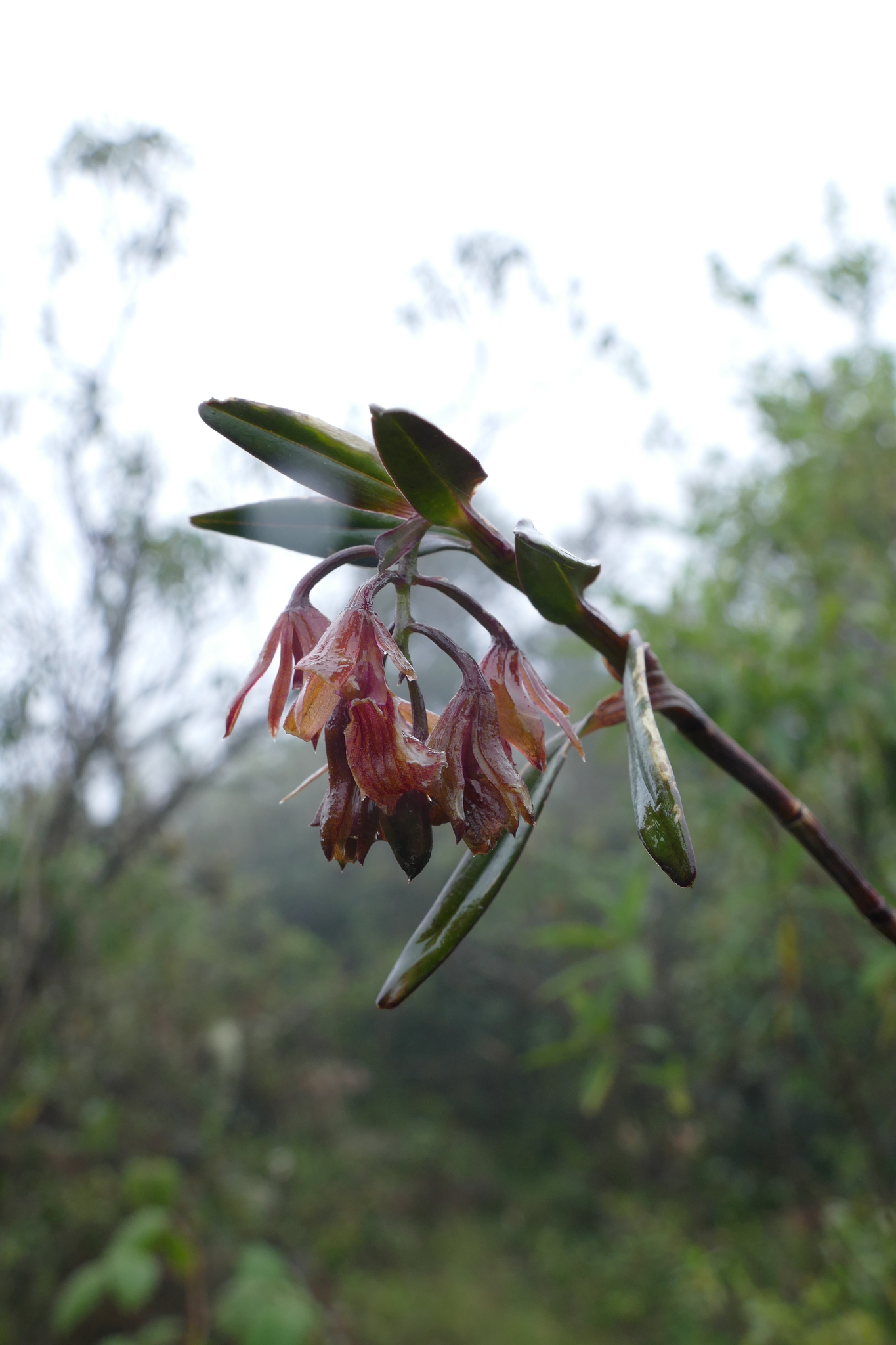 Epidendrum suavis (Rchb.f. & Warsz.) Løjtnant