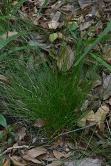 Cyperus enervis