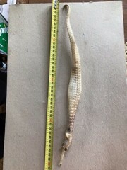 Australian Spiny Pipehorse photo 4