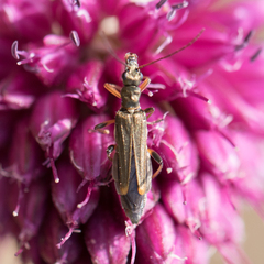 Oedemera barbara
