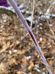 Rubus occidentalis