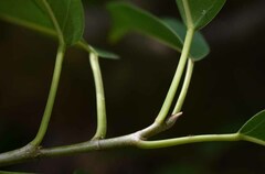 Ficus drupacea