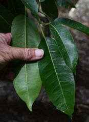 Ficus drupacea