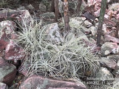 Tillandsia streptocarpa