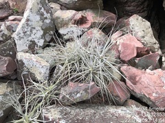 Tillandsia streptocarpa