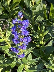 Echium candicans