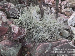 Tillandsia streptocarpa