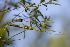 Coptopteryx argentina