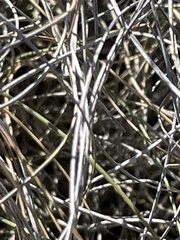 Muhlenbergia