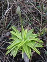 Pinguicula caerulea