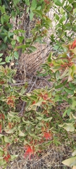 Tristerix corymbosus