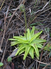 Pinguicula caerulea