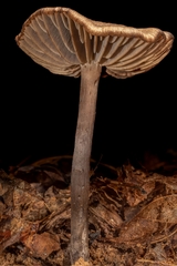Neohygrocybe