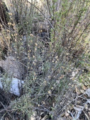Plantaginaceae
