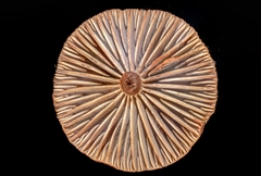 Neohygrocybe