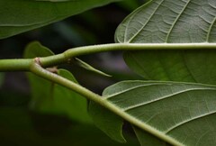 Ficus congesta