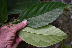Ficus congesta