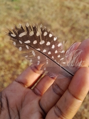 Numida meleagris mitratus