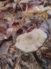 Neohygrocybe