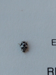 Psyllobora picta