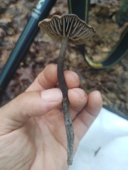Neohygrocybe