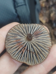 Neohygrocybe
