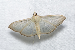 Poliobotys ablactalis