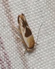 Stathmopoda megathyma