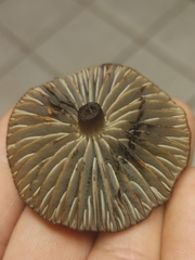 Neohygrocybe