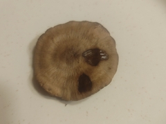 Neohygrocybe