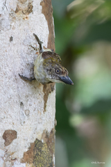 Pogoniulus scolopaceus