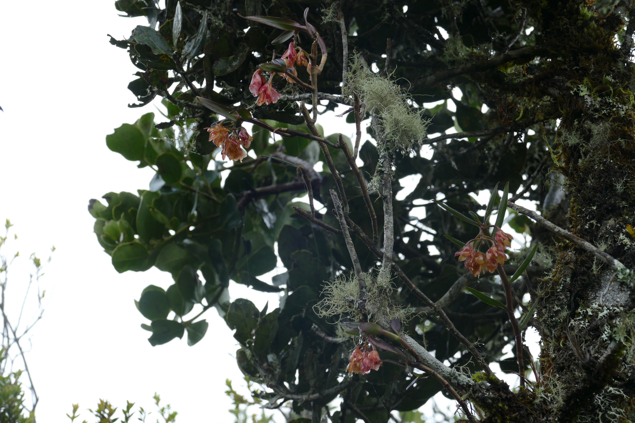 Epidendrum suavis (Rchb.f. & Warsz.) Løjtnant 2