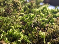 Orthotrichum diaphanum