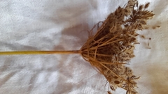 Daucus pusillus
