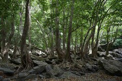 Syzygium tierneyanum