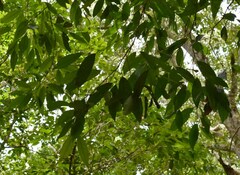 Syzygium tierneyanum