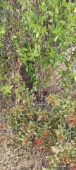 Tristerix corymbosus