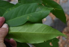 Syzygium tierneyanum