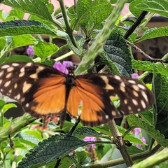 Heliconius hecale